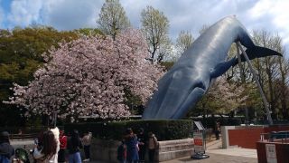 桜とシロナガスクジラ