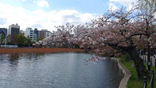 4月3日不忍池の桜②