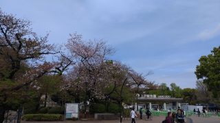 上野動物園入口では桜が残る