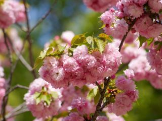 大きな八重桜「福禄寿」