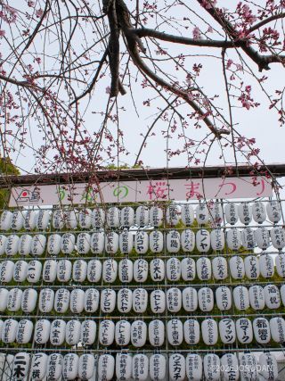 しだれ桜も開花しました