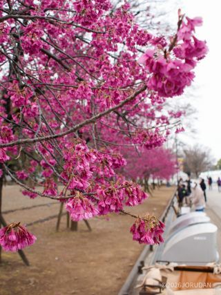 花より団子、まあそう言わずに 4月8日①