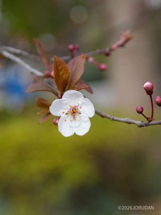 赤い葉が特徴の「赤葉桜」 4月8日②