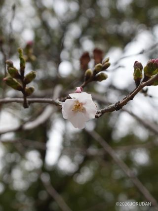 ソメイヨシノ、開花①