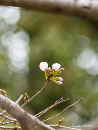 ソメイヨシノ、開花②