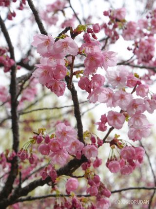 やわらかな桜色、陽光