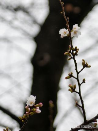 基準木で開花を確認