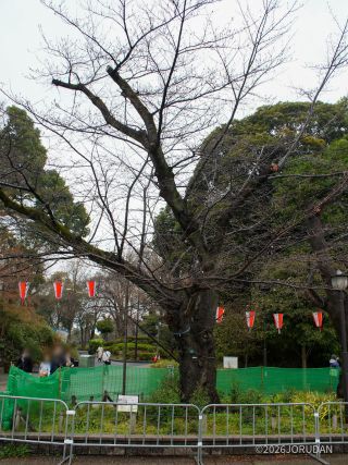 上野恩賜公園の基準木 3月20日