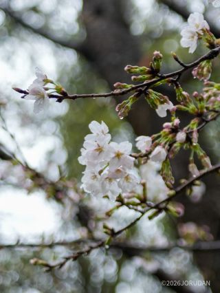 花冷えに負けず健気に花を咲かせています