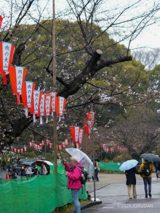 お花見客も大勢！
