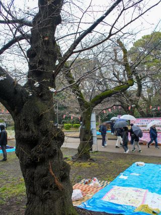 開花宣言が発表されて、場所取りが増えてきました