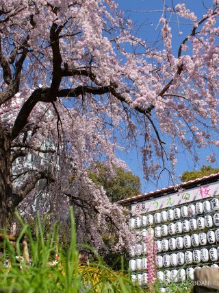 公園入口のしだれ桜が満開です