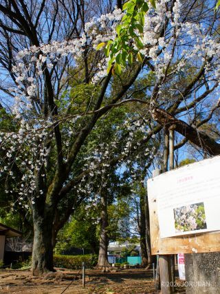 桜の新種「ウエノシラユキシダレ」