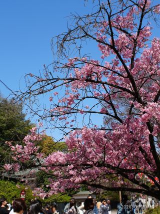 色とりどりの桜を楽しもう