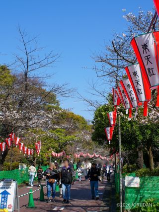さくら通りが着々と桜色に