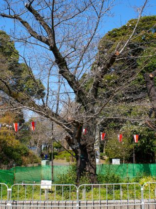 上野公園の基準木 3月24日
