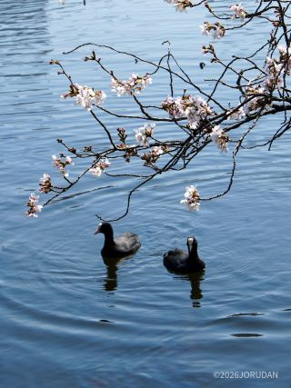 不忍池の見頃は少し遅れそう