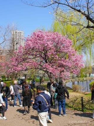 池の周りは様々な桜の宝庫です
