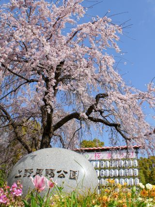 満開なものの少し散り始め、お早めにどうぞ