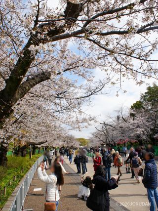 園内の桜はほぼ見頃です