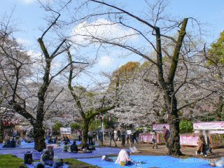 撮影場所より後ろは空いてますが桜がありません