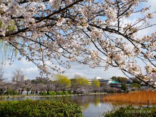 不忍池の様子 3月27日