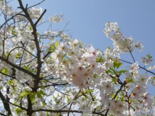 伊豆吉野