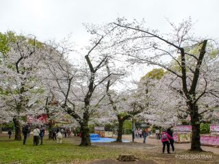荒天のため、本日のお花見客は少な目でした