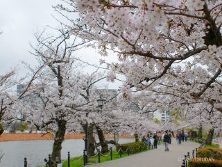 不忍池の桜も満開です