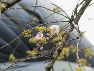 左上はクジラの目です
