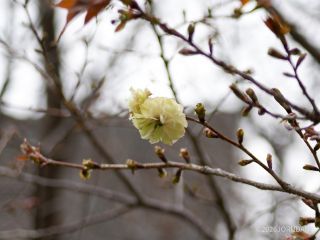 緑色の八重桜「園里黄桜」