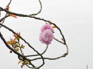 華やかな印象「関山」