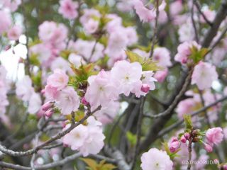 「一葉」淡いピンクの八重桜