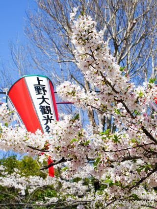 新緑が目立ち始めました