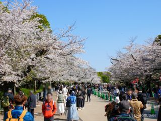 お花見はお早めに