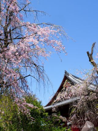しだれ桜と清水観音堂