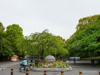 散り始めながら見ごたえは充分です