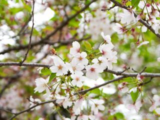 新緑が目立ち始めました
