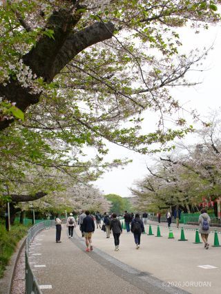 さくら通りの様子 4月7日