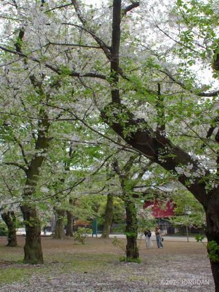 さくら広場、本日はブルーシートは見当たりません