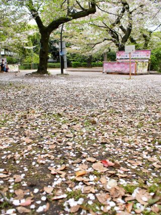 落花が盛ん