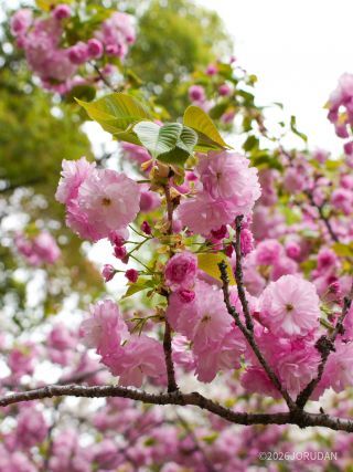 バラのような咲き誇り「関山」