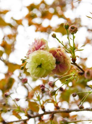 ピンク色に変化しつつある「園里黄桜」