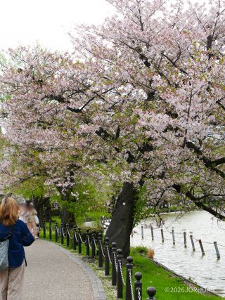 不忍池の方が桜が残っている印象