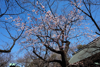 靖国に咲く桜のアップ