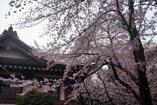 内苑の桜