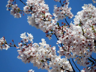 神雷桜