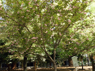 休憩所脇の八重桜