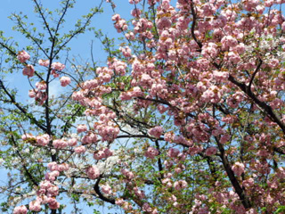 内苑の八重桜