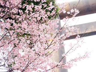 鳥居と桜